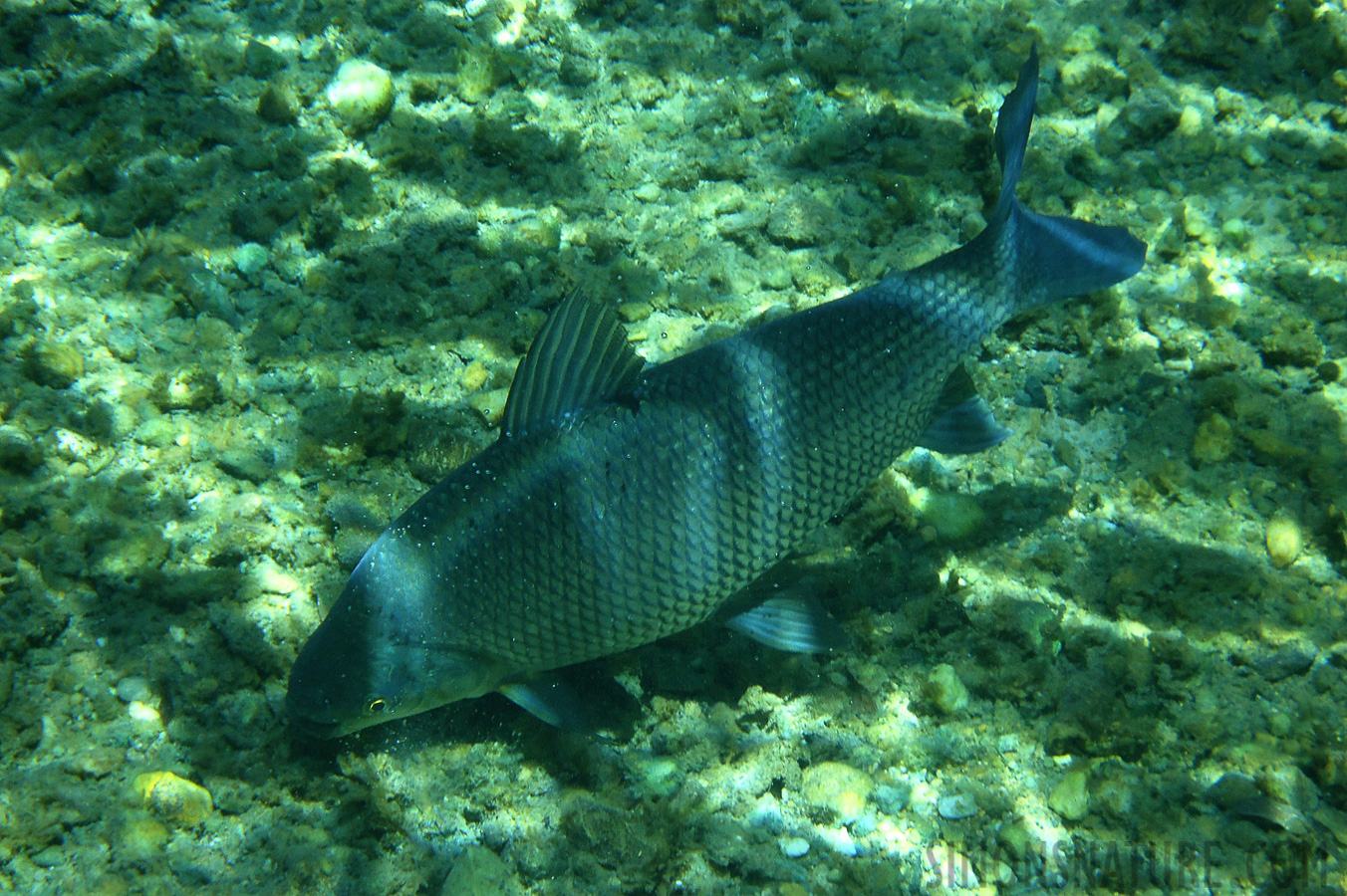 Snorkeling in the cristal clear water near Bonito [18.8 mm, 1/125 sec at f / 5.7, ISO 125]